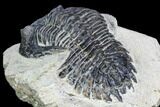 Bargain, Hollardops Trilobite - Visible Eye Facets #105979-4